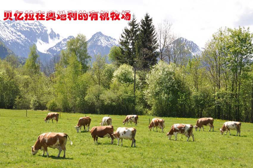 貝億拉在奧地利的有機(jī)牧場(chǎng)