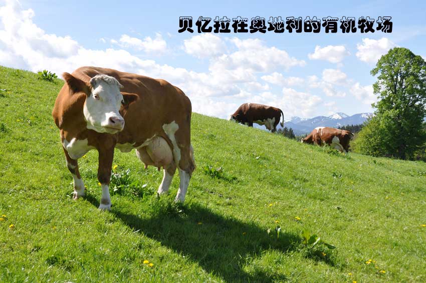 貝億拉在奧地利的有機(jī)牧場(chǎng)奶牛